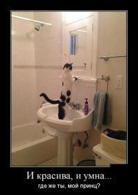 Кошки у зеркала