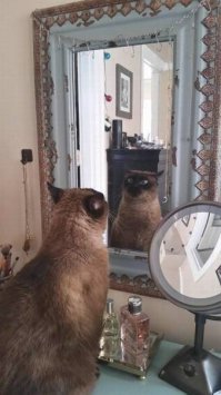 Кошки у зеркала
