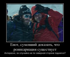 Енот по стене взобрался на 23-этажный небоскреб
