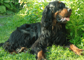 Позвольте своего продемонстрировать?