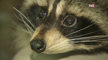 Енот по стене взобрался на 23-этажный небоскреб