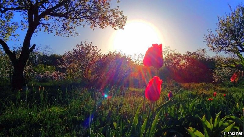 25 чудесных фотографий, доказывающих, что рассвет — лучшее время суток