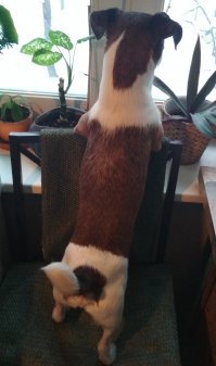 20 смешных собак, которые ведут себя прямо как люди