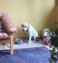 Заголовок как бы намекает, что коты и собаки - тоже люди...