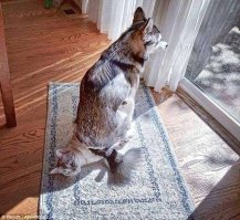 Заголовок как бы намекает, что коты и собаки - тоже люди...