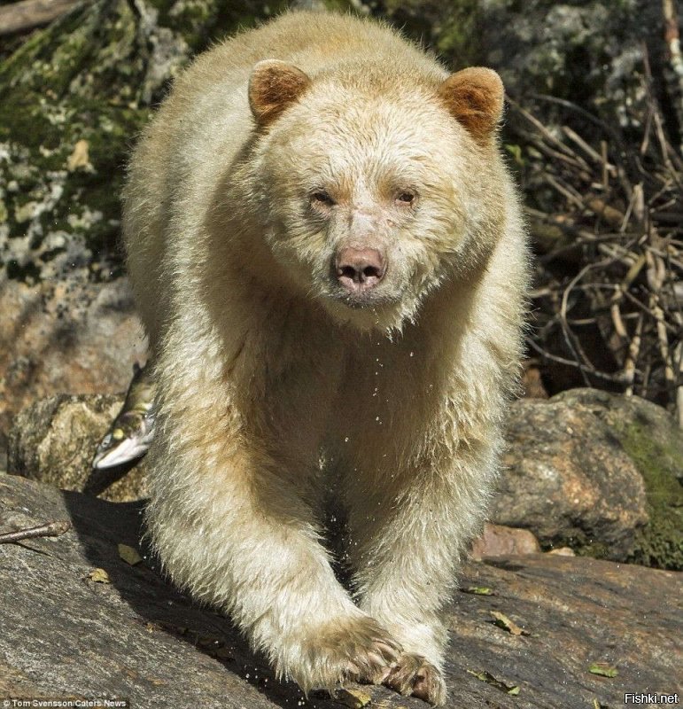 Бурый медведь альбинос.