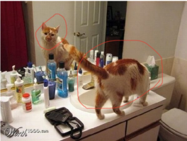 Не поняла. Кот в отражении смотрит, а настоящий жопой кверху.