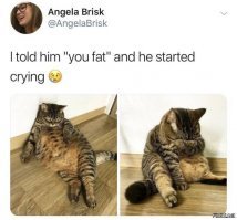 Когда котоматрица дала сбой: хозяин устроил коту разрыв шаблона 