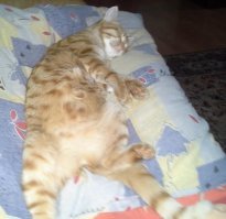 Сразу видно что кошка породистая, голубых кровей :) 
... моя рыжая и беспородная, когда мясо разделываю, стоит отвернуться, сметает кусок говядины в доли секунды!!!! 
Приходится кого то сажать рядом с разделочной доской, что бы эту зверюгу отгонять