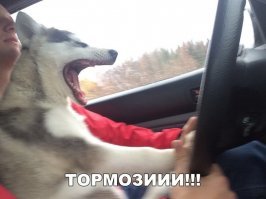 -Ты че не тормозил?
-Да я тормозил!
-Я в курсе что ты тормозил, а надо было давить на тормоз!