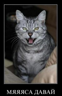 Коварная кошачья любовь