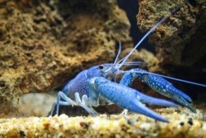 Это кубинский рак.Синий лобстер