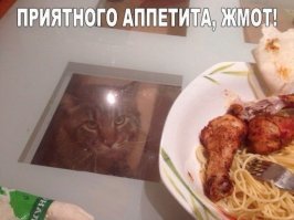 Коварная кошачья любовь
