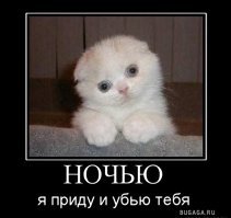 Субботний котопост