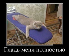Субботний котопост