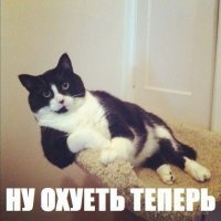 Субботний котопост