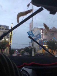 Креветки уже вареные не давали китайцам спать?