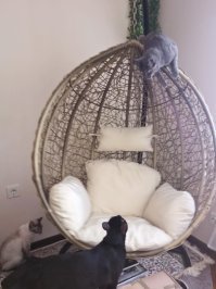 У наших новая "игрушка" :)