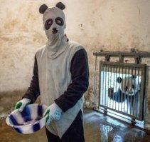 Как выращивают панд в провинции Сычуань