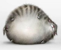 В Калифорнии спасли бездомного кота, страдающего ожирением: видео