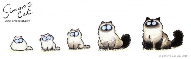 Это же кот Саймона!