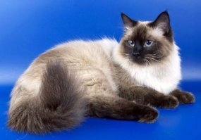 Конечно конкретный котик слишком много кушал, но на фото с людьми видно, что его порода не из миниатюрных. Похож на разновидность сибирской породы - Невская маскарадная с окрасом колор-пойнт. Для котов этой породы вес 8-10 кг - нормально. Мой кот весил около 9 кг, а его папа (чемпион много чего) - 12кг. Так, что этому котэ немного худеть до нормы, конечно если нет проблем с пищеваренеием. Интересно получается характерный для некоторых пород кошек окрас колор-пойнт. В луковицах волос есть темный пигмент, который распадается при температуре тела. Котята рождаются полностью белыми, но вскоре на холодных конечностях, хвосте и мордочке пигмент перестает распадаться и окрашивает места. С возрастом из-за жировой прослойки перестает прогреваться тушка и также темнеет. Коротко, по внешнему виду кошки с этим окрасом сразу видно степень прогретости участка кожи.