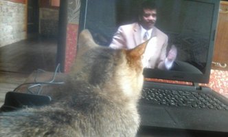 Субботний котопост