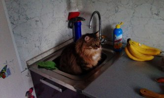 Субботний котопост