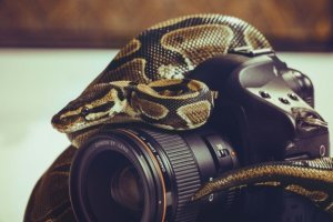 Питониха фоткала
