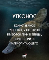 Учитывая что генетически даже человек процентов на 50 - огурец (вернее, 50% генов одинаковы), то у меня есть определённые сомнения в достоверности этого и прочих "фактов".
