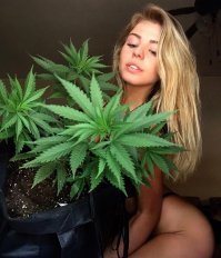 прогорит. Не ту культуру выбрал для выращивания, да и девушки не те.