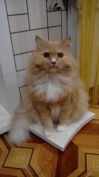 сидит на весах и молча пилит взглядом