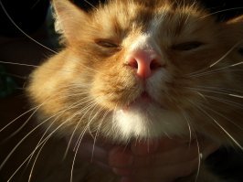 "Руди-Руди-Руди-рыж, а по-русски рыжий» так пелось в популярной некогда песенке