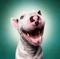 25 милейших фотографий бультерьеров — самых прекрасных созданий на свете