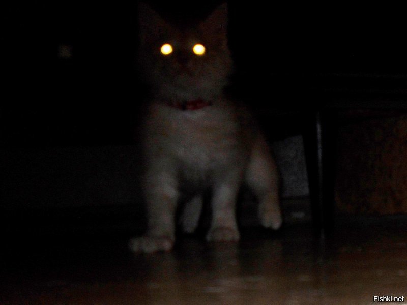 Мой кот, Хамура Кусаки, дитя Тьмы.