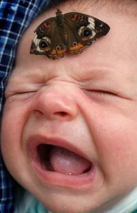 Гигантские озабоченные мотыльки заполонили Британию