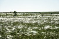Первое фото - ну очень похоже на Караларскую (Таврическую) степь.