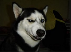 Гаишники? С блоками и эксковатором?