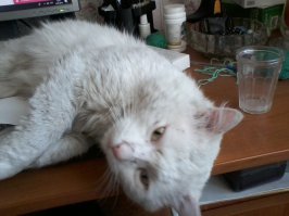показала своему домашнему коту как должны выглядеть приличные коты . даже если они живут на улице. его реакция