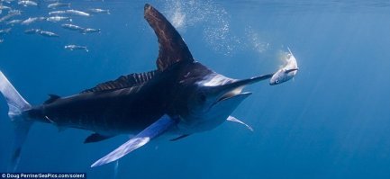 Это не рыба-меч, а голубой марлин. Страшно мирный! но вкусный))