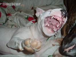 25 милейших фотографий бультерьеров — самых прекрасных созданий на свете