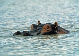 Ну,не знаю, как там насчёт "водяной лошади", а вот "речная лошадь" точно есть! :)