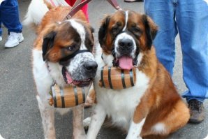 Хозяин мечтал о сенбернаре