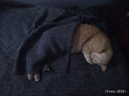 Мой фраерок отдыхает =) Тоже пришел грязным котёнком на даче еду клянчить, не удержался и себе забрал.