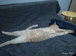 Мой фраерок отдыхает =) Тоже пришел грязным котёнком на даче еду клянчить, не удержался и себе забрал.