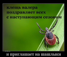 6 опасных обитателей нашей средней полосы, встречи с которыми лучше избегать