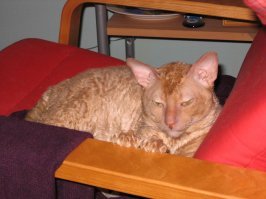 Я со своего кисульи тоже много шерстки начесал, хоть и короткая она - очень нравился ему процесс (такая вот расчёска, не кошачья - . Но максимум что я б навалял это колтун какойнить... А теперь помер кот, 17 с половиной лет с нами прожил (( Хороший был кот.