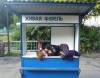 По-моему, это стерлядь...