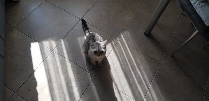 Кто Тимка, ждёт пока я ему курочку порежу...