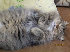 С моего Филимона несколько пар валенок 48-го размера можно было свалять, а не какую-то масенькую игрушку... жаль, не умею. ;)